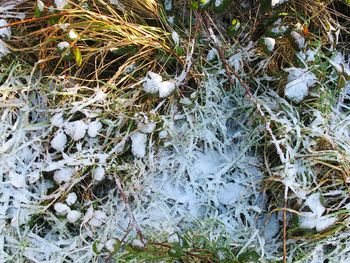 Close-up of frozen tree during winter