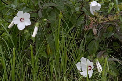 Close-up of flowers blooming outdoors