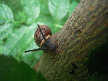 Close-up of snail on leaf