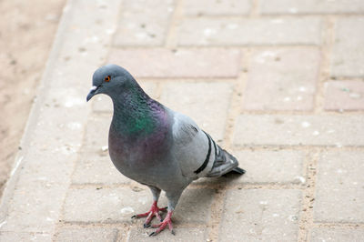 Close-up of bird perching on retaining wall