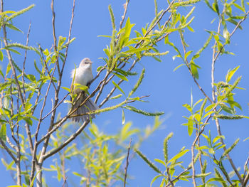 Low angle view of bird perching on willow tree against blue sky. lesser whitethroat, sylvia curruca