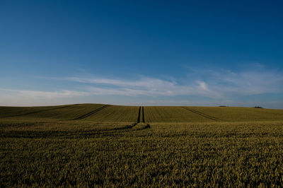 Tramlines in cornfields near skanderborg