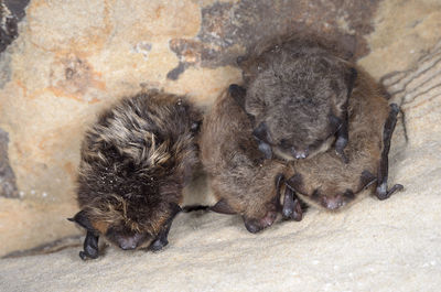 The northern bat - eptesicus nilssonii and brandt's bat - myotis brandtii