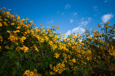 Yellow flowering plants on field against sky