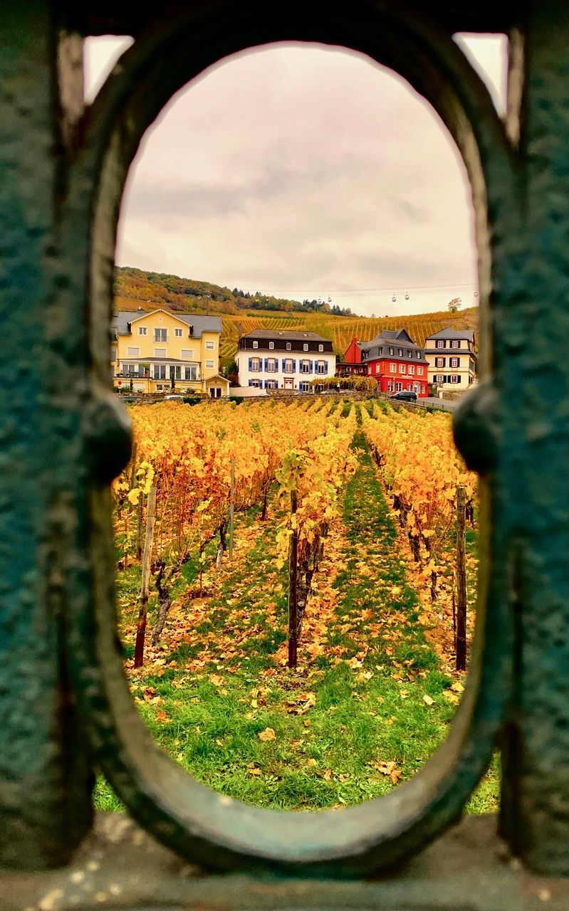 TREES AND BUILDINGS SEEN THROUGH WINDOW