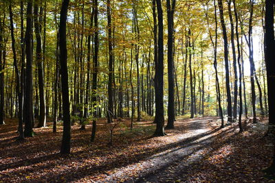 Road passing through forest