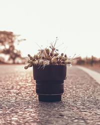 Close-up of potted plant on table