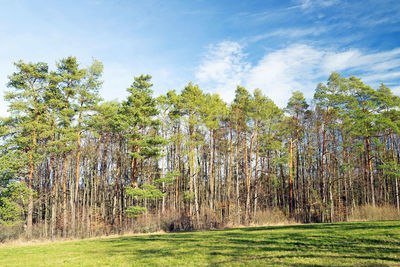 Scenic view of forest against sky