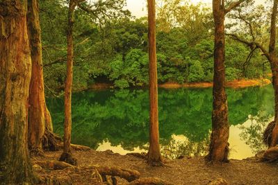 Trees in forest