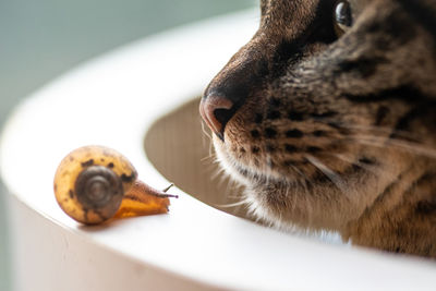 Close-up of a cat