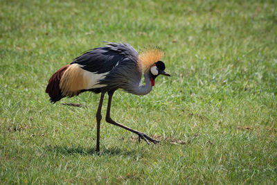 Grey crowned crane on grass