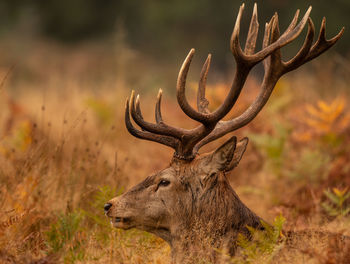 Deer on a field