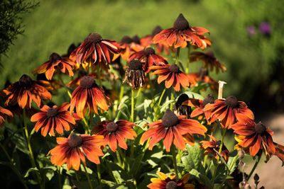 Close-up of fresh orange lilies blooming in park