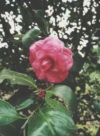 Close-up of pink rose