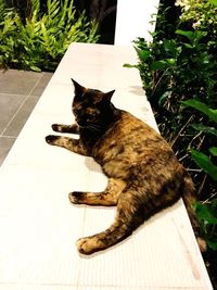 Cat sitting by plants