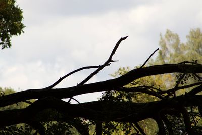 Low angle view of silhouette tree against sky