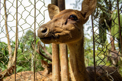 Close-up of deer