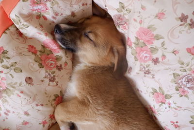 View of a dog looking away