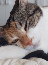 Close-up of a cat sleeping