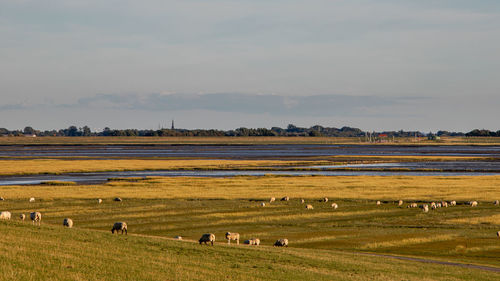 Flock of sheep grazing in a field