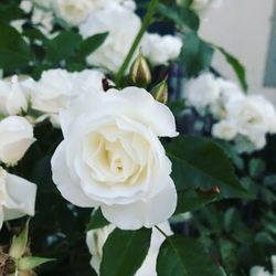 Close-up of white roses blooming outdoors