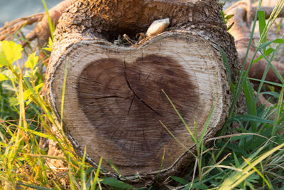 Close-up of tree stump in forest