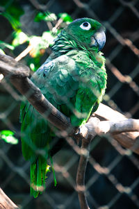 Close-up of parrot perching on branch