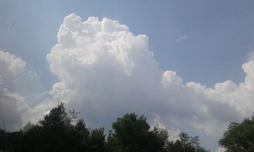 Low angle view of trees against sky