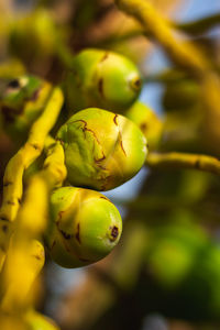 Close-up of fruit growing on plant