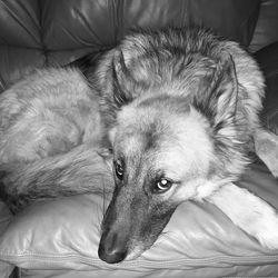 Dog sleeping on bed