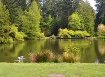 Scenic view of lake by trees