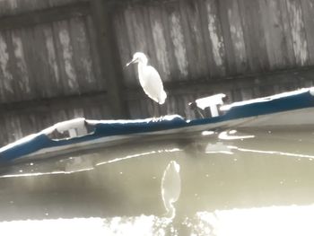 Seagull perching on a water