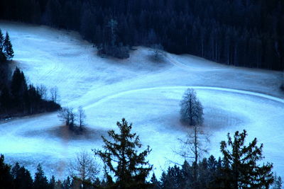 Scenic view of trees in forest during winter