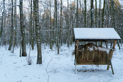 Frozen trees in forest during winter