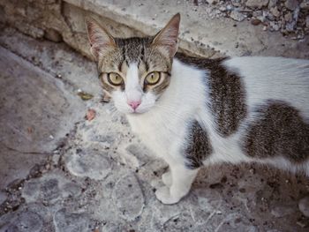 Close-up portrait of cat