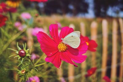 Close-up of butterfly pollinating on fresh pink flower in garden