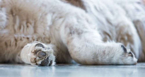 Cat sleeping in a dog