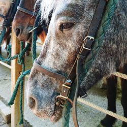 Close-up of horse