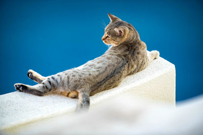 Low angle view of a cat looking away against blue sky