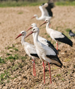 Side view of two birds on land