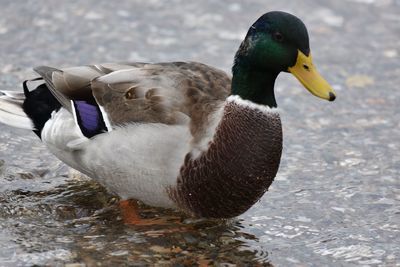 Close-up of mallard duck swimming in lake