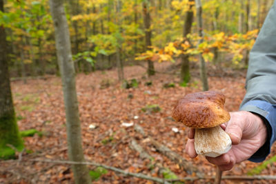 One hand holding a big brown penny bun, boletus edulis, cep, porcino or porcini mushroom. 