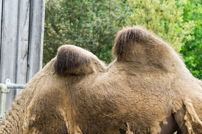 Rear view of sheep in zoo