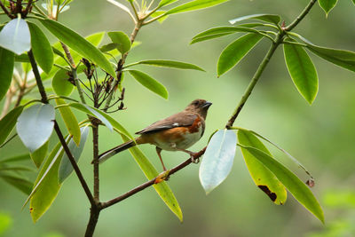 Close-up of bird perching on branch