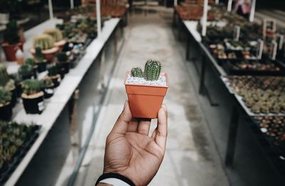 Close up of a hand holding a cactus in the tree shop