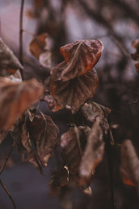 Close-up of dry leaves on plant