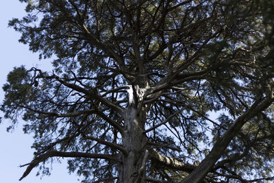 Low angle view of tree against sky