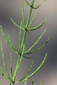 Close-up of plant