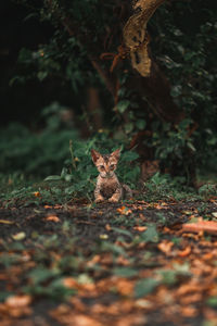 Squirrel on field