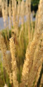 Close-up of wheat growing on field